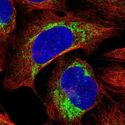Immunocytochemistry/ Immunofluorescence: FAM36A Antibody [NBP1-91886]
