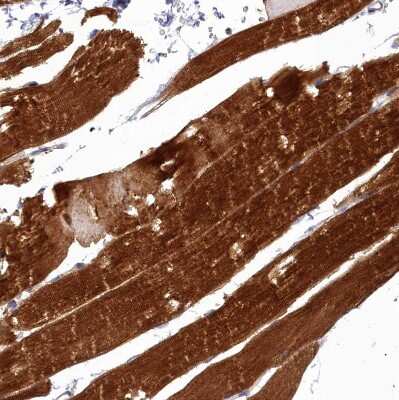 Immunohistochemistry-Paraffin: FAM36A Antibody [NBP1-91886]