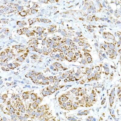Immunohistochemistry-Paraffin: FAM3A Antibody - Azide and BSA Free [NBP3-16063]