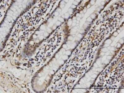 Immunohistochemistry-Paraffin: FAM3B Antibody (1E7) [H00054097-M07]