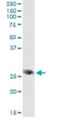 Immunoprecipitation: FAM3B Antibody (1E7) [H00054097-M07]