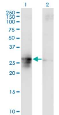 Western Blot: FAM3B Antibody (1E7) [H00054097-M07]