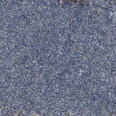Immunohistochemistry-Paraffin: FAM3B Antibody [NBP1-89395]