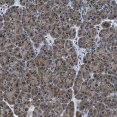 Immunohistochemistry-Paraffin: FAM3B Antibody [NBP1-89395]
