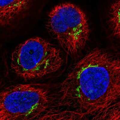 Immunocytochemistry/ Immunofluorescence: FAM3C Antibody [NBP2-13996]