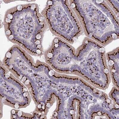 Immunohistochemistry-Paraffin: FAM3C Antibody [NBP2-13995]