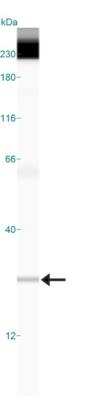 Simple Western: FAM3C Antibody [NBP2-24464]