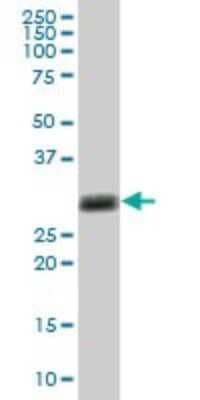 Western Blot: FAM3D Antibody [H00131177-B02P]