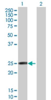 Western Blot: FAM3D Antibody [H00131177-B02P]