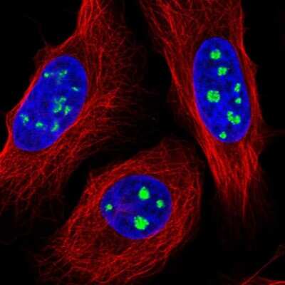 Immunocytochemistry/ Immunofluorescence: FAM48A Antibody [NBP1-90794]