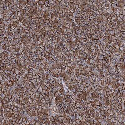 Immunohistochemistry-Paraffin: FAM48A Antibody [NBP1-90794]