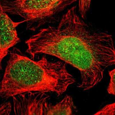 Immunocytochemistry/ Immunofluorescence: FAM49B Antibody [NBP1-88582]