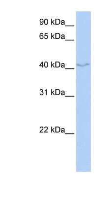 Western Blot: FAM50B Antibody [NBP1-55474]