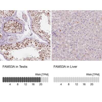Immunohistochemistry-Paraffin: FAM53A Antibody [NBP2-49274]