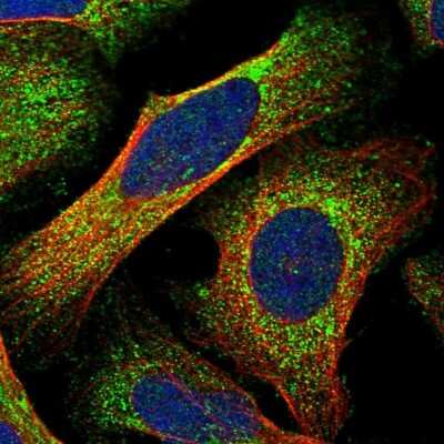 Immunocytochemistry/ Immunofluorescence: FAM53B Antibody [NBP1-88976]