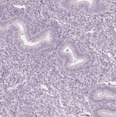 Immunohistochemistry-Paraffin: FAM55A Antibody [NBP2-14000]