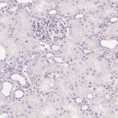 Immunohistochemistry-Paraffin: FAM55A Antibody [NBP2-14000]