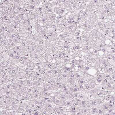 Immunohistochemistry-Paraffin: FAM55A Antibody [NBP2-14000]
