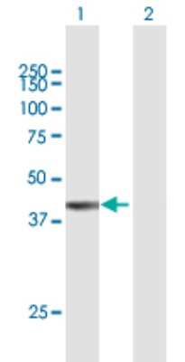 Western Blot: FAM55A Antibody [H00120400-B01P]