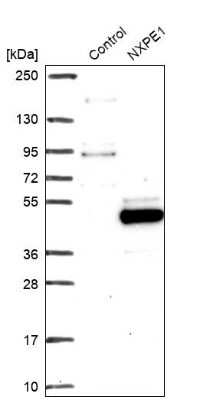 Western Blot: FAM55A Antibody [NBP2-14000]