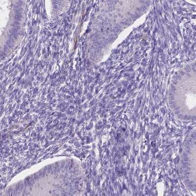 Immunohistochemistry-Paraffin: FAM55B Antibody [NBP2-30771]