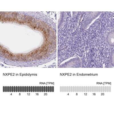 Immunohistochemistry-Paraffin: FAM55B Antibody [NBP2-30771]
