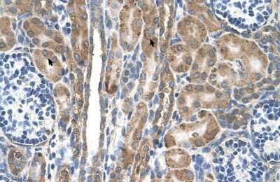 Immunohistochemistry-Paraffin: FAM55D Antibody [NBP1-80545]