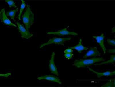Immunocytochemistry/ Immunofluorescence: FAM60A Antibody [H00058516-B02P]