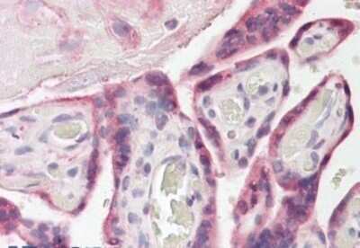 Immunohistochemistry-Paraffin: FAM62A Antibody [NBP1-00184]