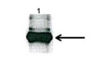 Immunoprecipitation: FAM62B Antibody [NBP1-59988]