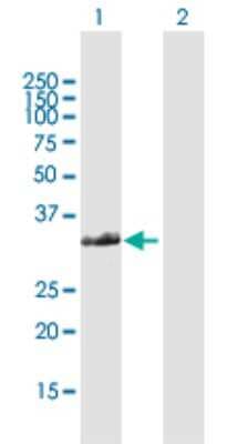 Western Blot: FAM64A Antibody [H00054478-D01P]