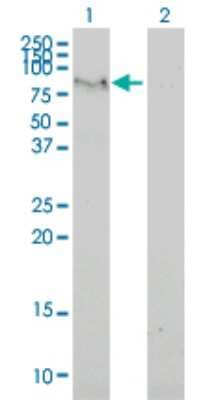 Western Blot: FAM65B Antibody (2F6-1A11) [H00009750-M02]