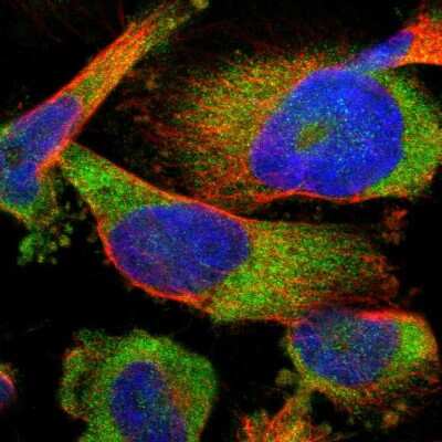 Immunocytochemistry/ Immunofluorescence: FAM69A Antibody [NBP1-93928]