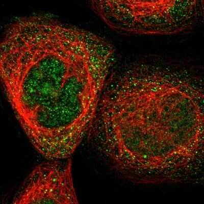 Immunocytochemistry/ Immunofluorescence: FAM69A Antibody [NBP1-93929]