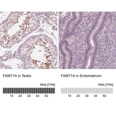 Immunohistochemistry-Paraffin: FAM71A Antibody [NBP1-83516]