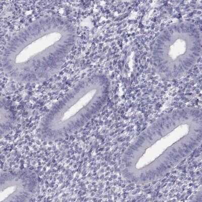 Immunohistochemistry-Paraffin: FAM71B Antibody [NBP1-82721]
