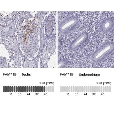 Immunohistochemistry-Paraffin: FAM71B Antibody [NBP1-82721]
