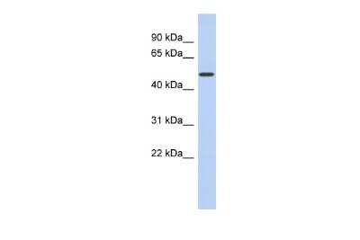 Western Blot: FAM71D Antibody [NBP3-10543]