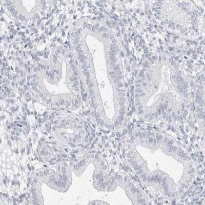 Immunohistochemistry-Paraffin: FAM71F2 Antibody [NBP2-38135]