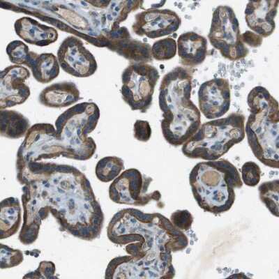 Immunohistochemistry-Paraffin: FAM73A Antibody [NBP1-93832]