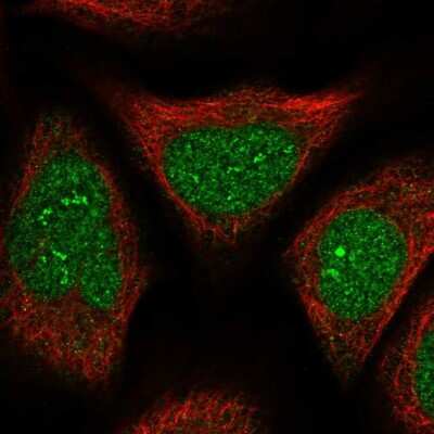 Immunocytochemistry/ Immunofluorescence: FAM76B Antibody [NBP2-32670]