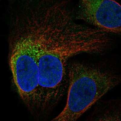 Immunocytochemistry/ Immunofluorescence: FAM82A Antibody [NBP1-87934]