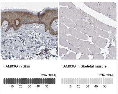 Immunohistochemistry-Paraffin: FAM83G Antibody [NBP1-93771]