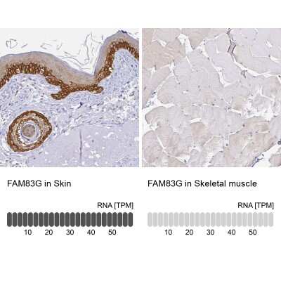 Immunohistochemistry-Paraffin: FAM83G Antibody [NBP1-93772]