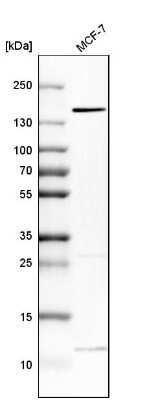 Western Blot: FAM83H Antibody [NBP1-93737]
