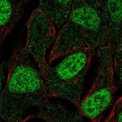 Immunocytochemistry/ Immunofluorescence: FAM84A Antibody [NBP2-14006]