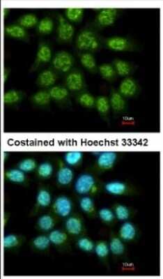 Immunocytochemistry/ Immunofluorescence: FAM84A Antibody [NBP2-16424]
