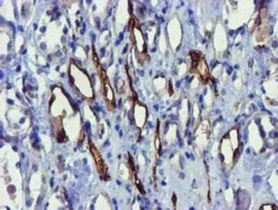 Immunohistochemistry: FAM84B Antibody (OTI1D12) - Azide and BSA Free [NBP2-72440]