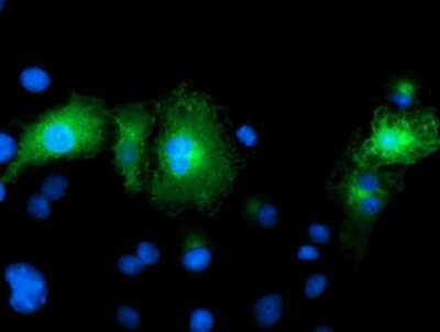 Immunocytochemistry/ Immunofluorescence: FAM84B Antibody (OTI1D12) [NBP2-03263]