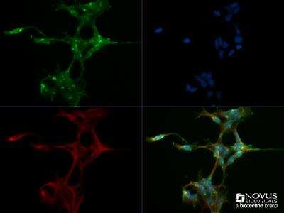 Immunocytochemistry/ Immunofluorescence: FAM8A1 Antibody - BSA Free [NBP2-47125]